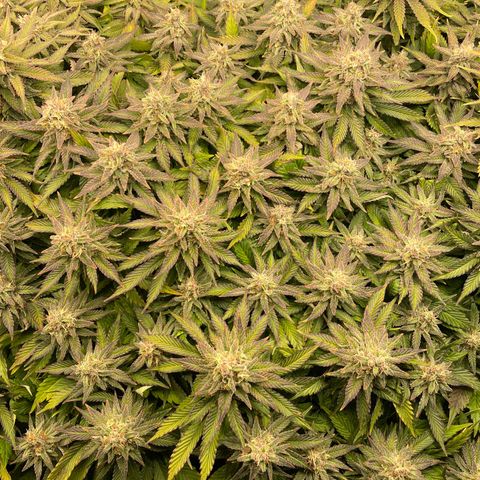 Jamaican Dream growlog timeline photo