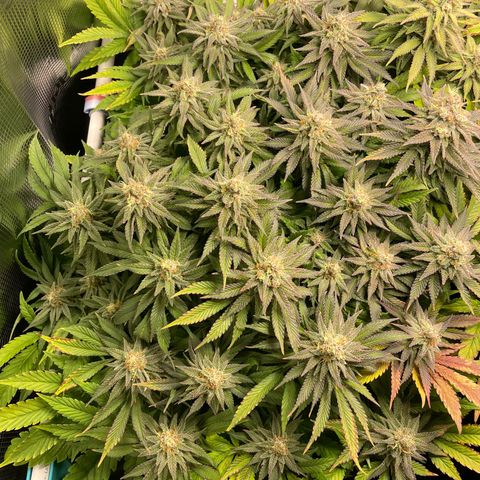 Jamaican Dream growlog timeline photo