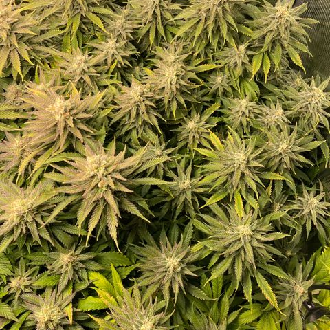 Jamaican Dream growlog timeline photo