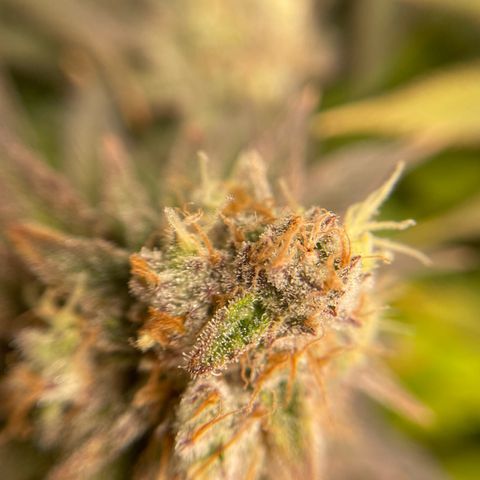 Jamaican Dream growlog timeline photo