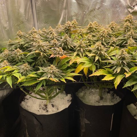 Jamaican Dream growlog timeline photo