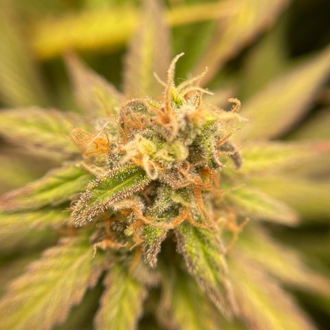 Jamaican Dream growlog timeline photo