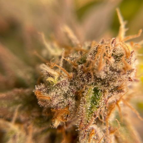 Jamaican Dream growlog timeline photo