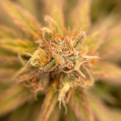 Jamaican Dream growlog timeline photo