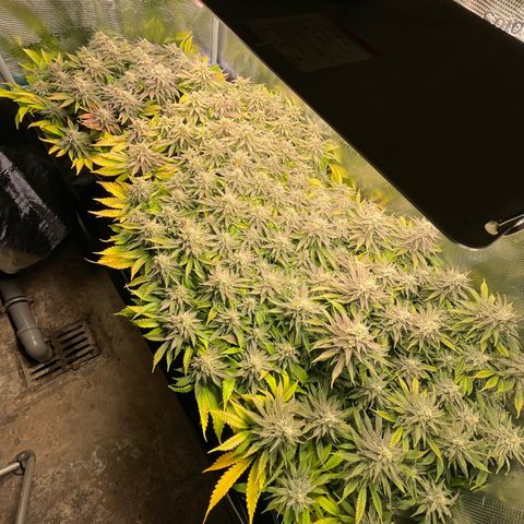 Jamaican Dream growlog timeline photo