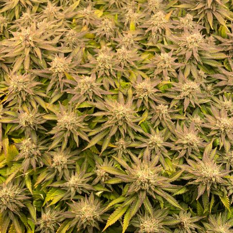 Jamaican Dream growlog timeline photo