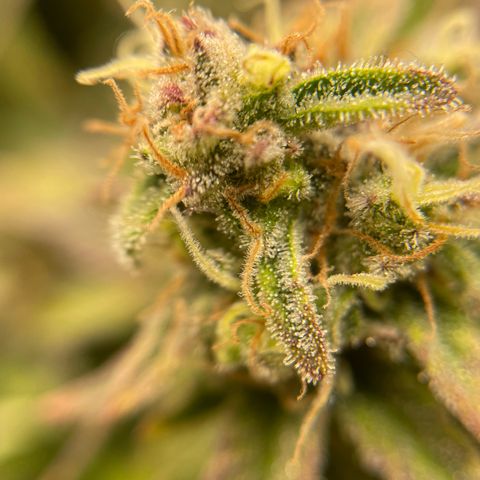 Jamaican Dream growlog timeline photo