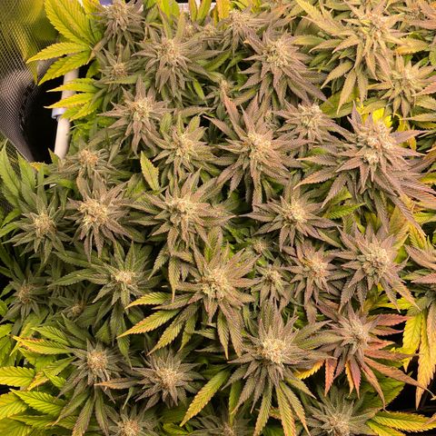 Jamaican Dream growlog timeline photo