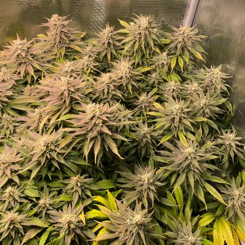 Jamaican Dream growlog timeline photo