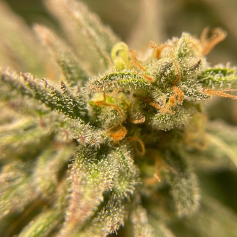 Jamaican Dream growlog timeline photo