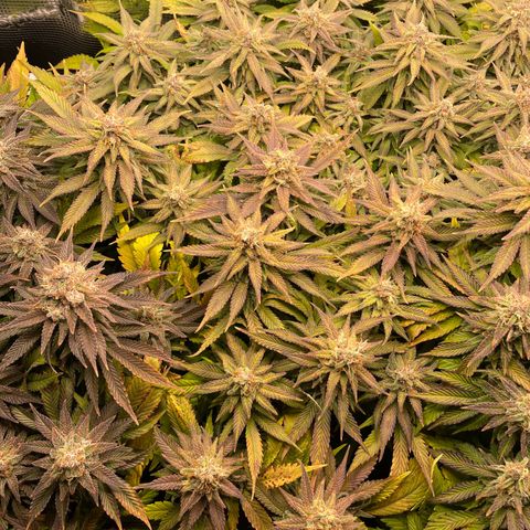 Jamaican Dream growlog timeline photo