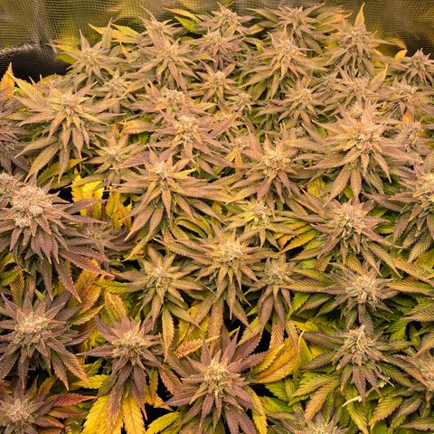 Jamaican Dream growlog timeline photo