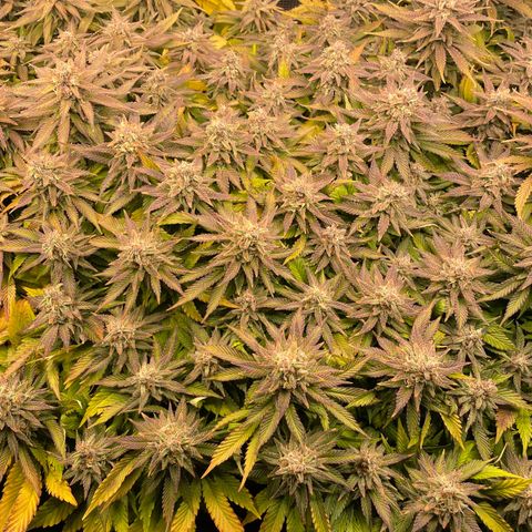 Jamaican Dream growlog timeline photo