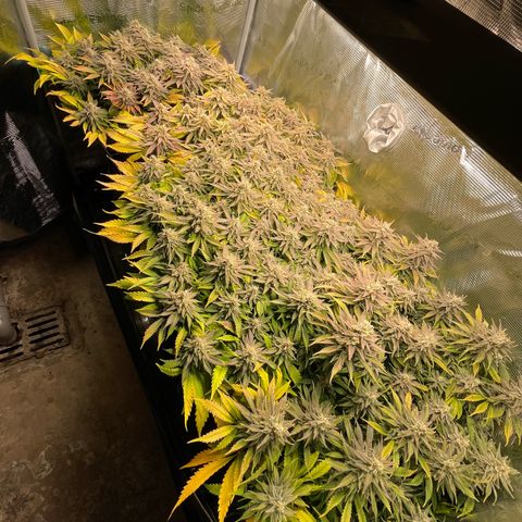 Jamaican Dream growlog timeline photo