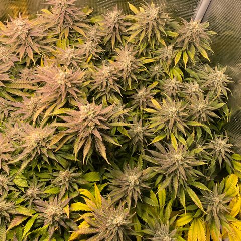 Jamaican Dream growlog timeline photo
