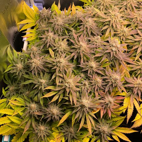 Jamaican Dream growlog timeline photo