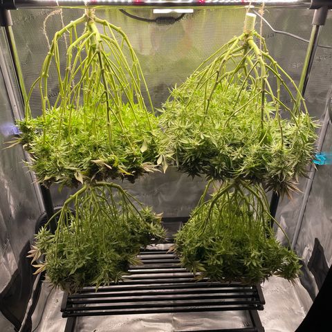 Jamaican Dream growlog photo: Ernte 
