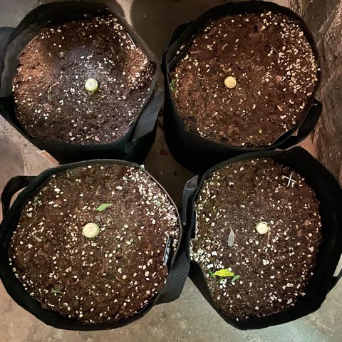 Jamaican Dream growlog photo: Ernte 