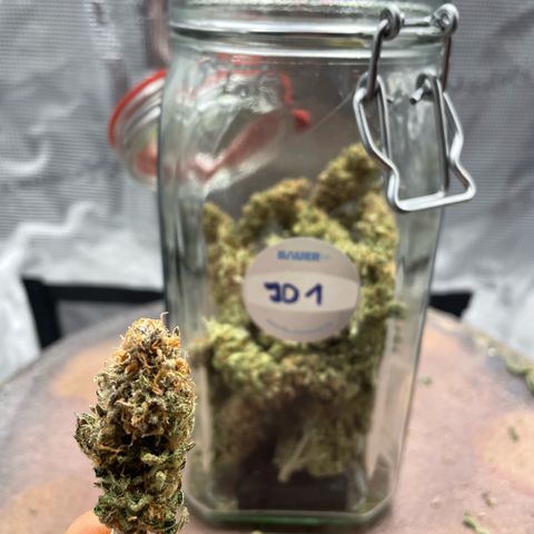 Jamaican Dream growlog timeline photo