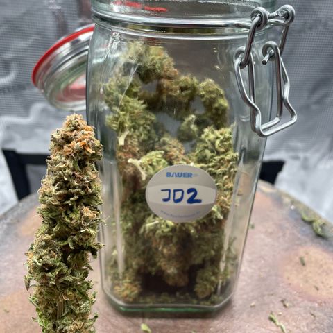 Jamaican Dream growlog timeline photo