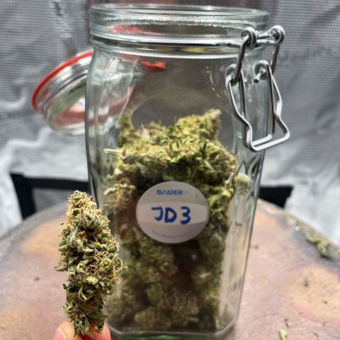 Jamaican Dream growlog timeline photo