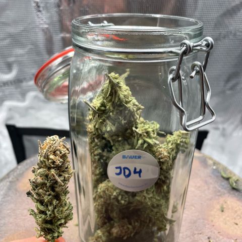 Jamaican Dream growlog timeline photo
