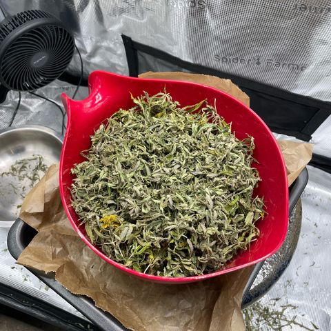 Jamaican Dream growlog timeline photo
