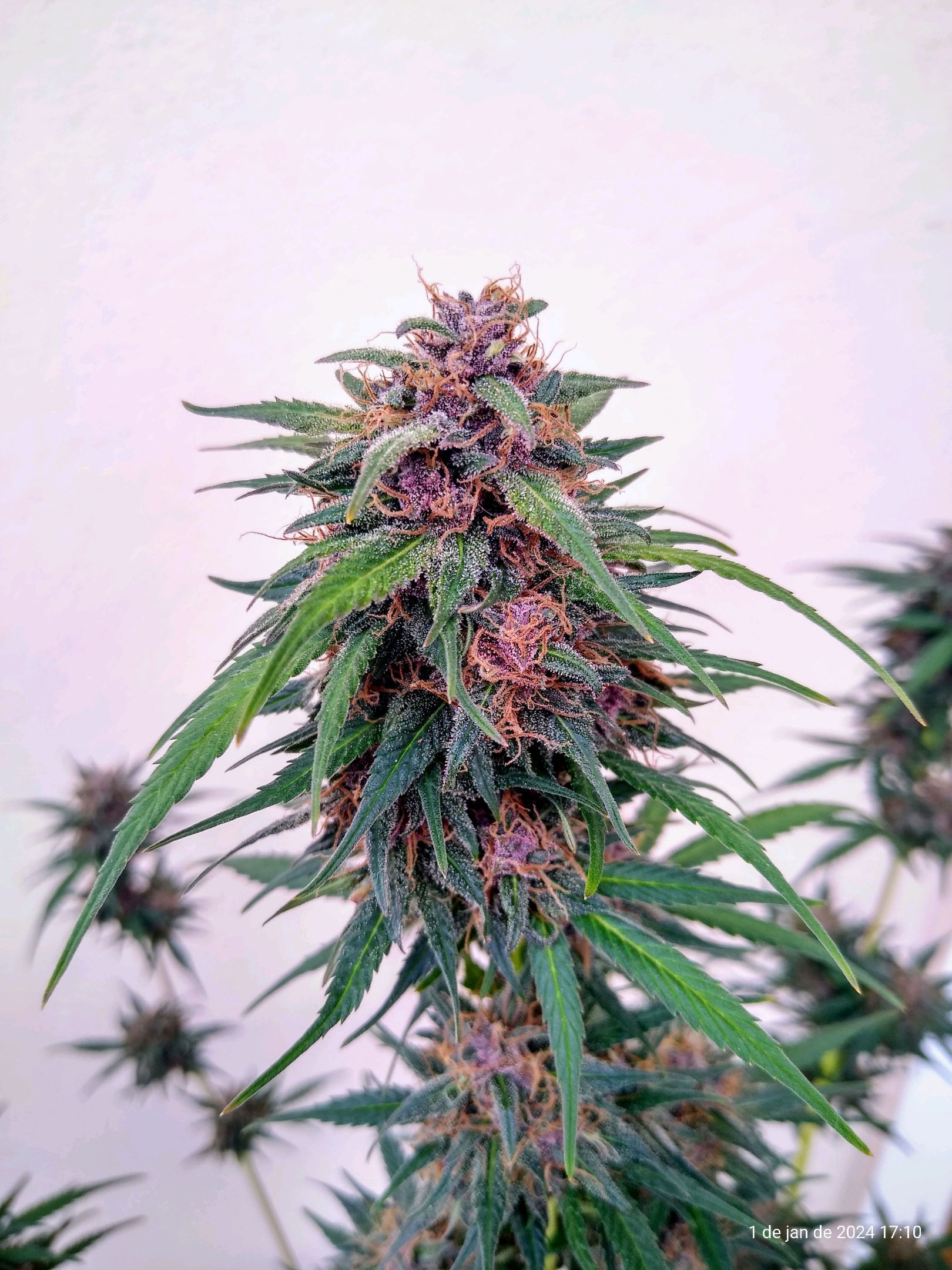 Black Widow auto (PaulSeeds) growlog header
