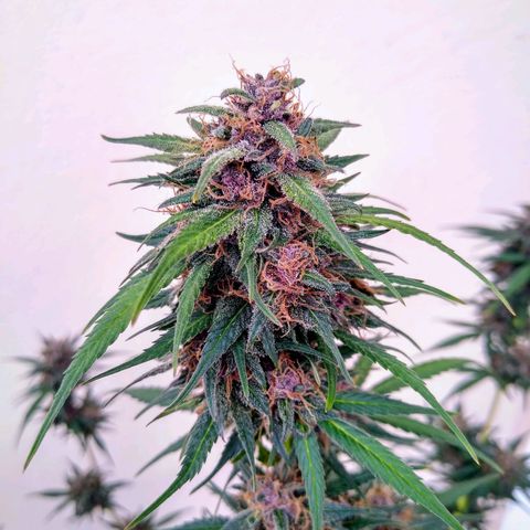 Black Widow auto (PaulSeeds) growlog in Flora 
