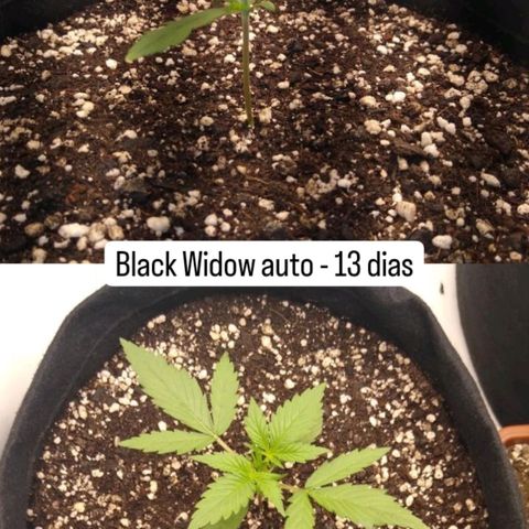 Black Widow auto (PaulSeeds) growlog photo