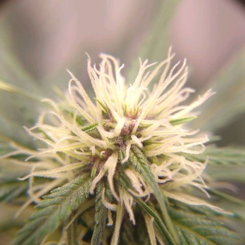Black Widow auto (PaulSeeds) growlog photo