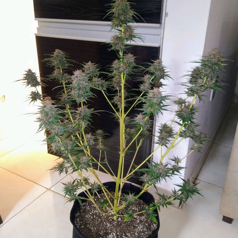 Black Widow auto (PaulSeeds) growlog photo