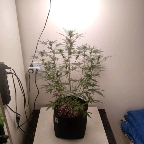 Black Widow auto (PaulSeeds) growlog photo