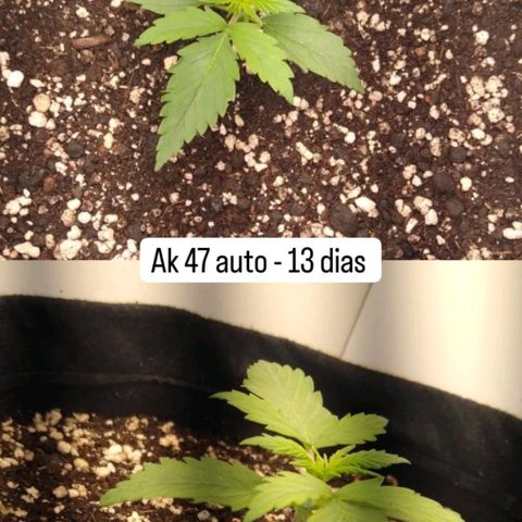 AK 47 auto (PaulSeeds) growlog timeline photo