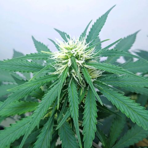AK 47 auto (PaulSeeds) growlog timeline photo