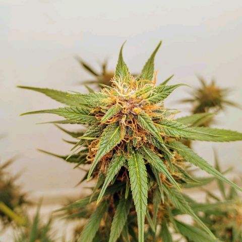 Black Widow auto (PaulSeeds) growlog timeline photo