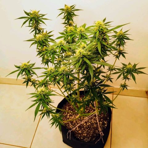 AK 47 auto (PaulSeeds) growlog timeline photo