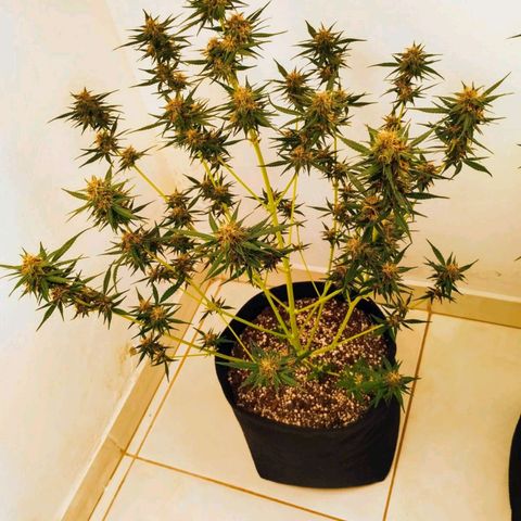 Black Widow auto (PaulSeeds) growlog timeline photo