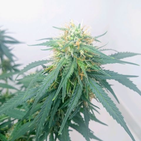 AK 47 auto (PaulSeeds) growlog timeline photo