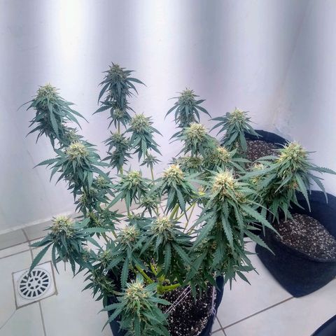 AK 47 auto (PaulSeeds) growlog timeline photo