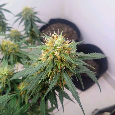 AK 47 auto (PaulSeeds) growlog timeline photo
