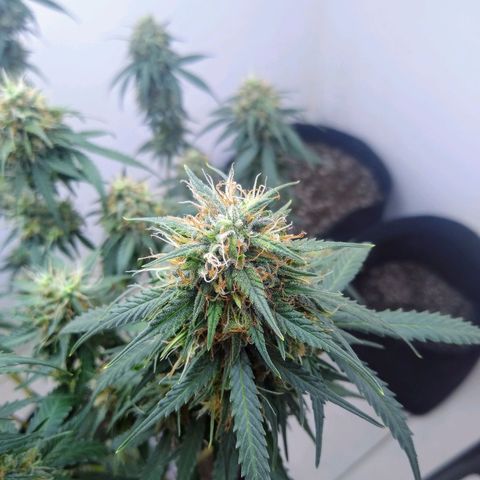 AK 47 auto (PaulSeeds) growlog timeline photo