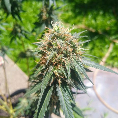 AK 47 auto (PaulSeeds) growlog timeline photo