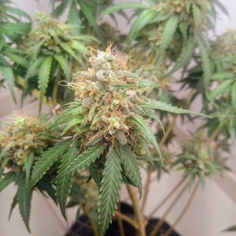 AK 47 auto (PaulSeeds) growlog timeline photo