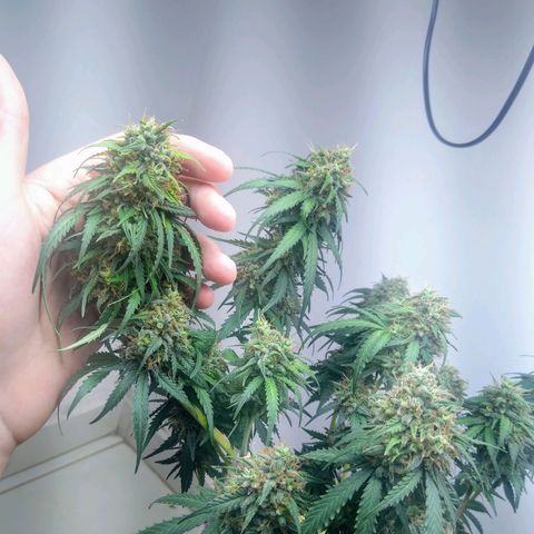 AK 47 auto (PaulSeeds) growlog timeline photo