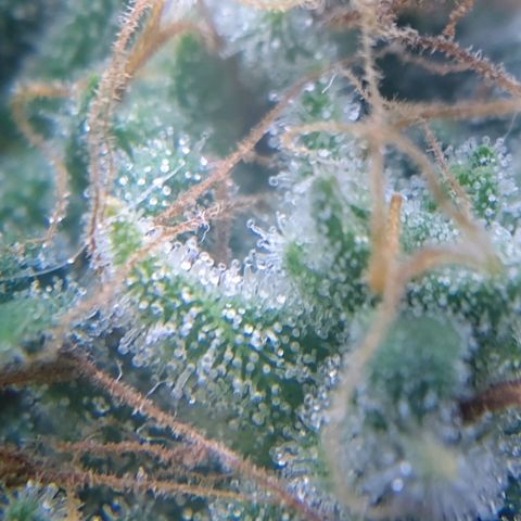 AK 47 auto (PaulSeeds) growlog timeline photo