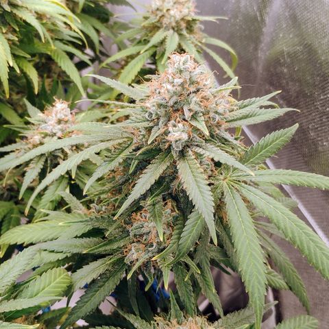 L.A Amnésia (ParadiseSeeds) growlog in Flora