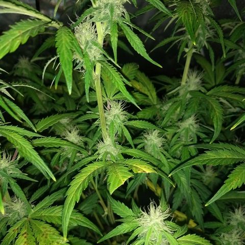 Bruce Banner Auto growlog timeline photo