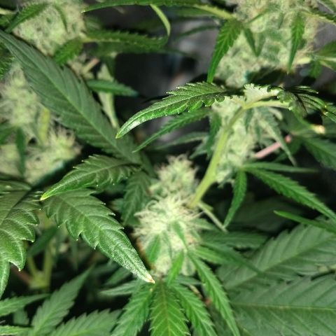 Bruce Banner Auto growlog timeline photo