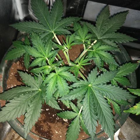 Strawberry Cheesecake growlog timeline photo